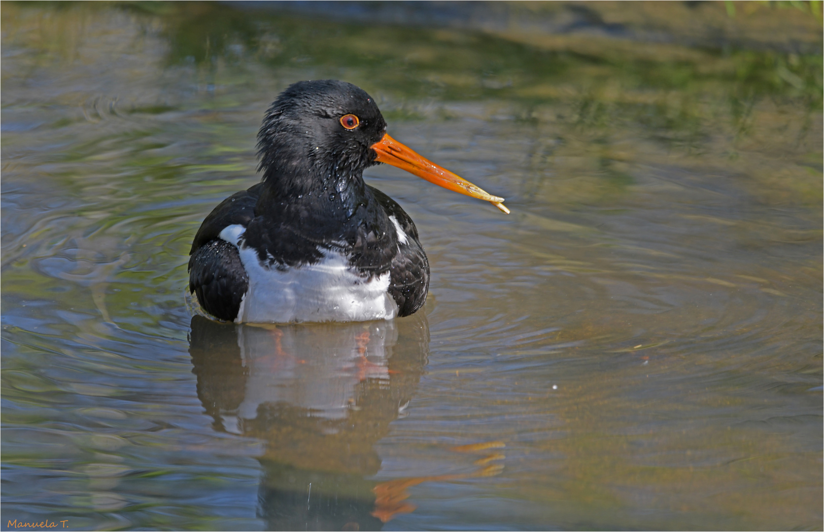 Eurasian oystercatcher