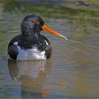 Eurasian oystercatcher