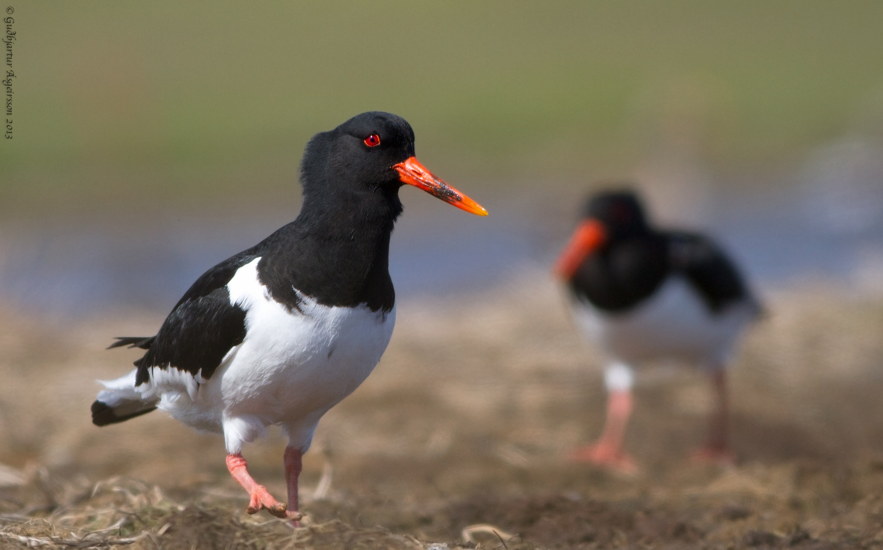 Eurasian Oystercatcher - Haematopus ostralegus