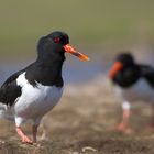 Eurasian Oystercatcher - Haematopus ostralegus