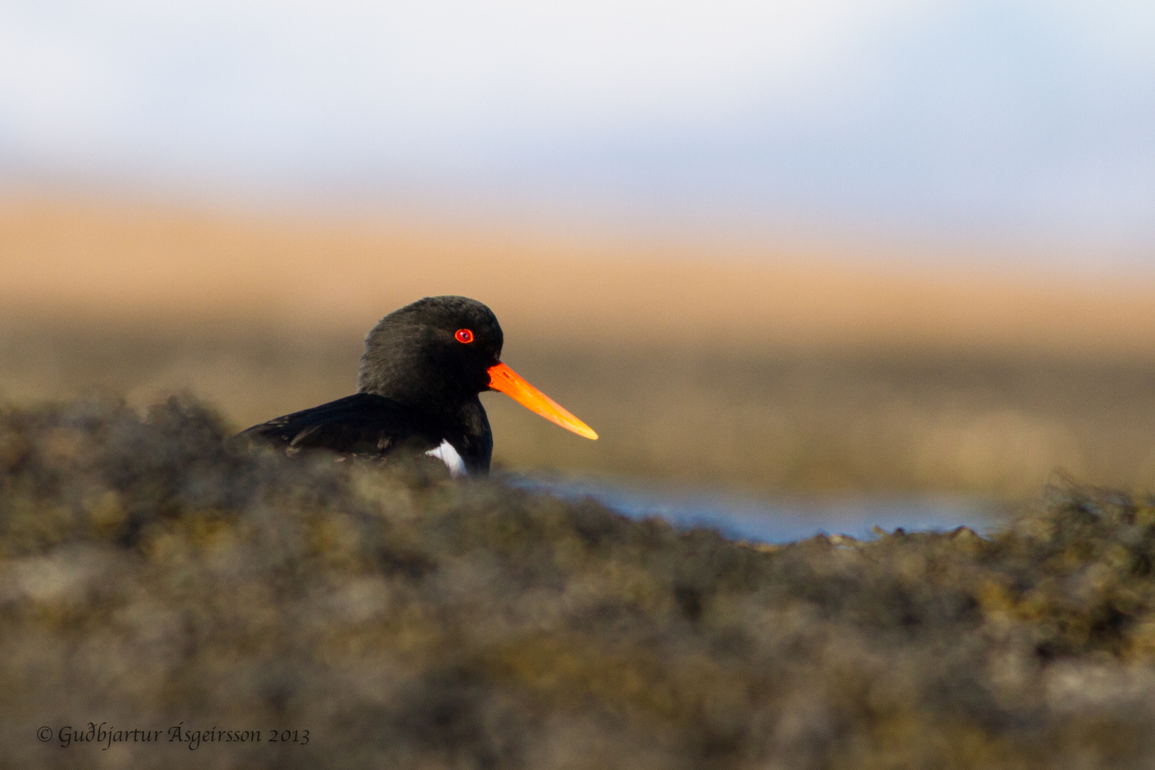 Eurasian Oystercatcher - Haematopus ostralegus