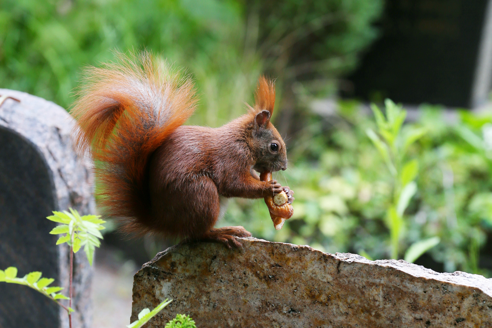 Eurasian Red Squirrel - Sciurus Vulgaris