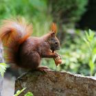 Eurasian Red Squirrel - Sciurus Vulgaris