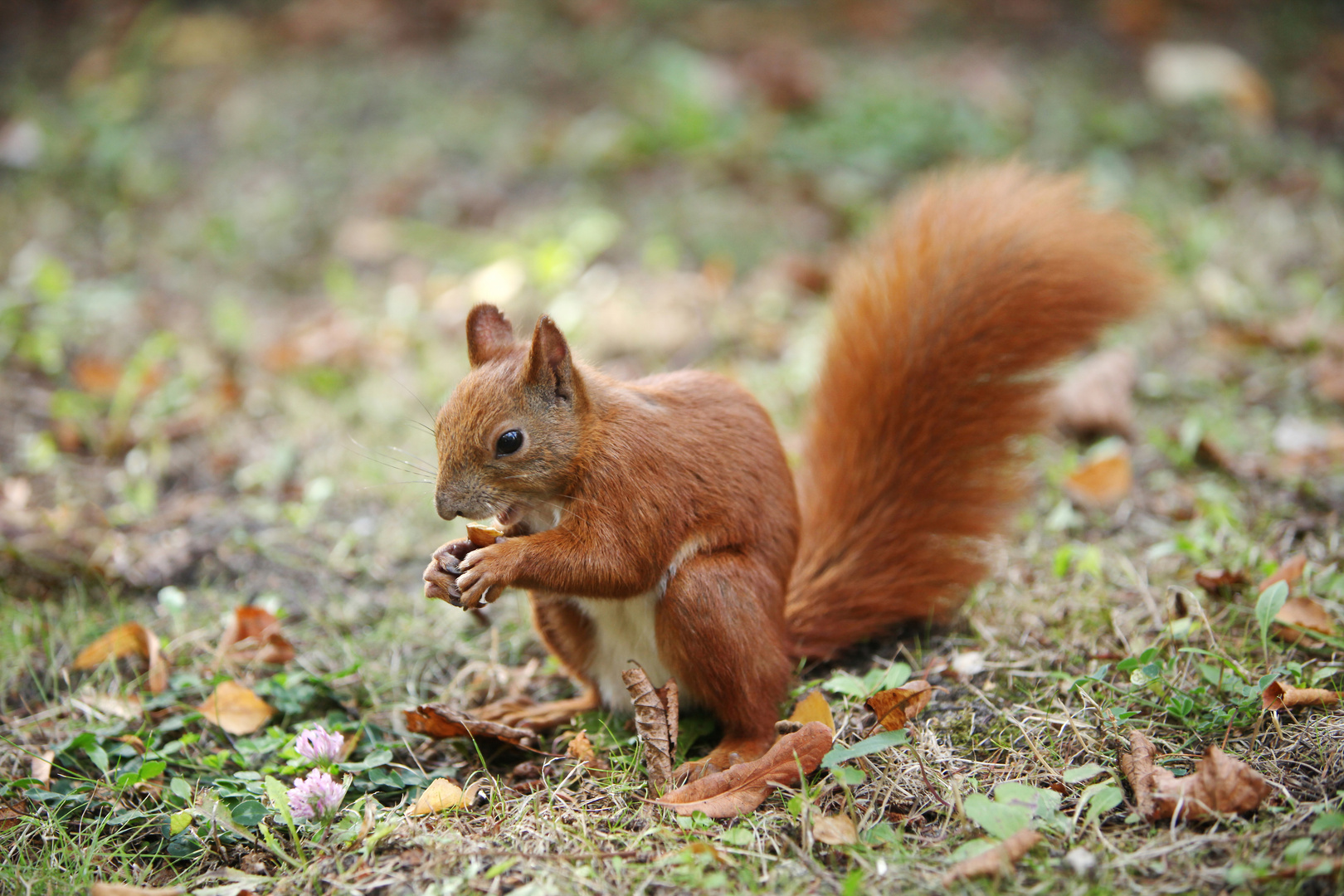 Eurasian Red Squirrel - Sciurus Vulgaris