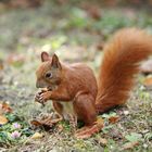 Eurasian Red Squirrel - Sciurus Vulgaris