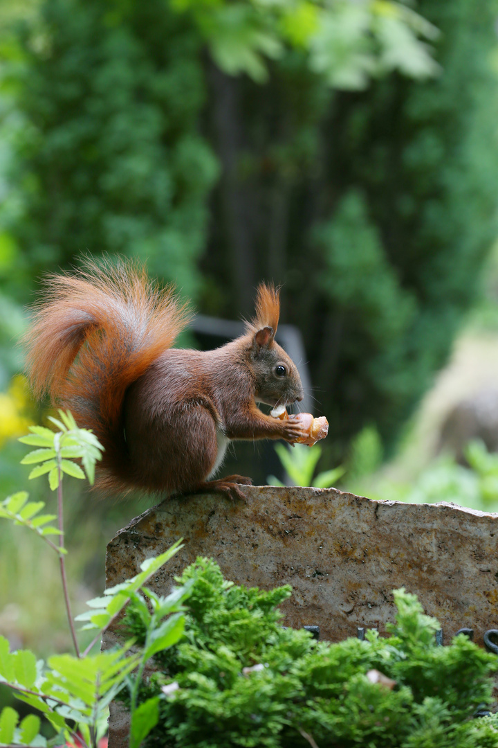 Eurasian Red Squirrel - Sciurus Vulgaris