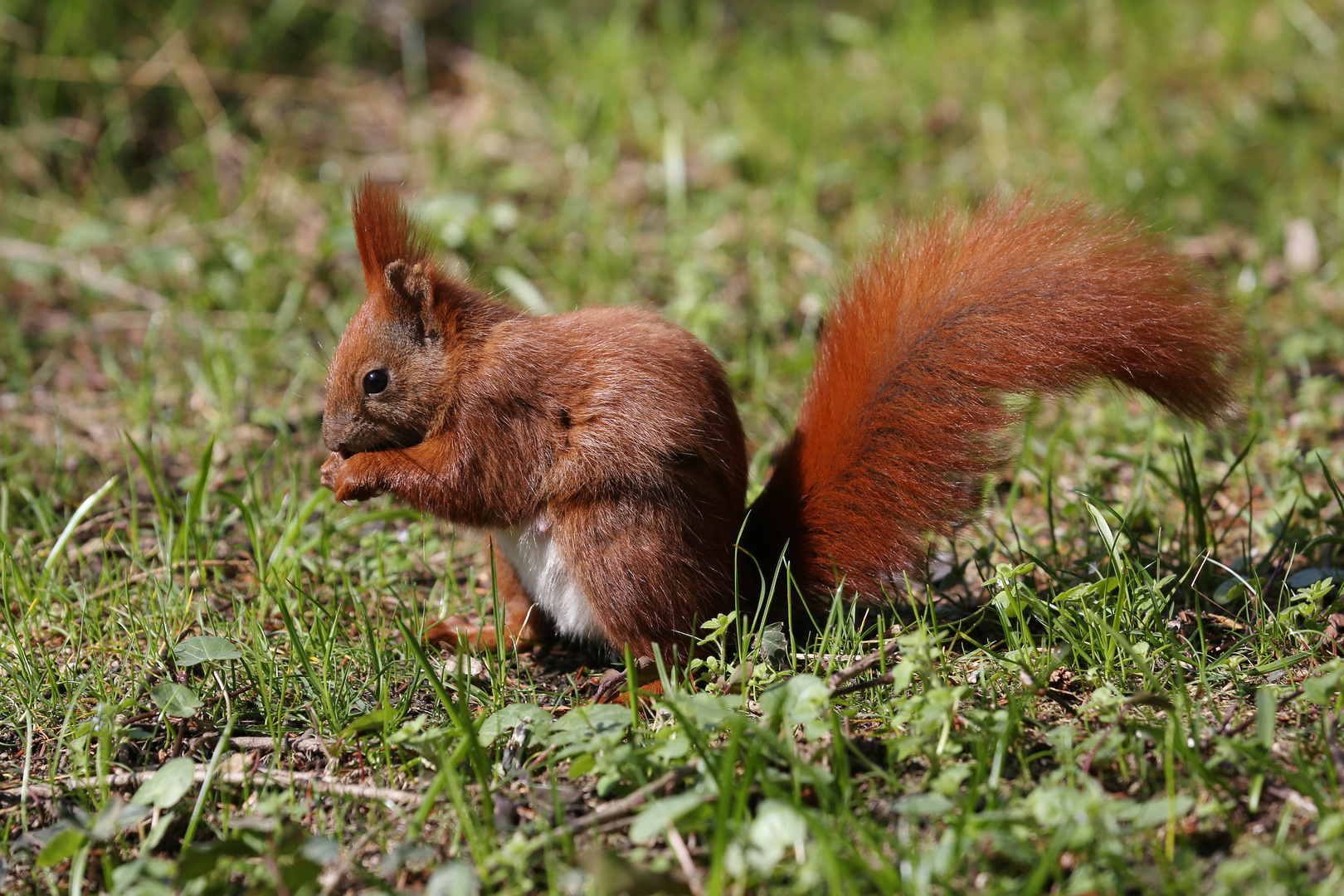 Eurasian Red Squirrel Teen