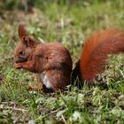 Eurasian Red Squirrel Teen