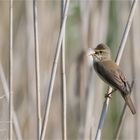 Eurasian reed warbler