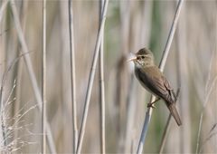 Eurasian reed warbler