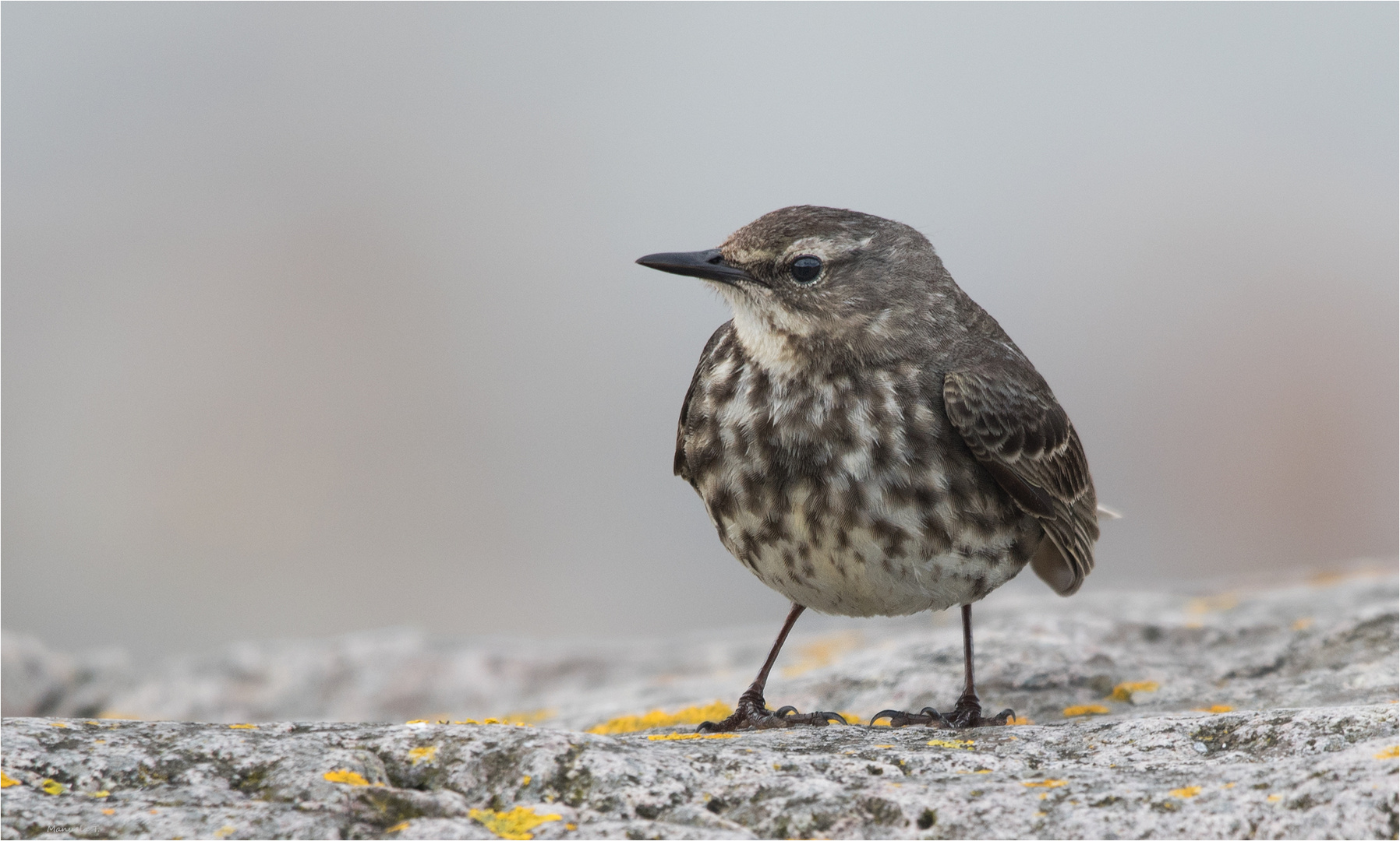 Eurasian rock pipit