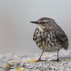 Eurasian rock pipit