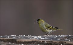 Eurasian siskin