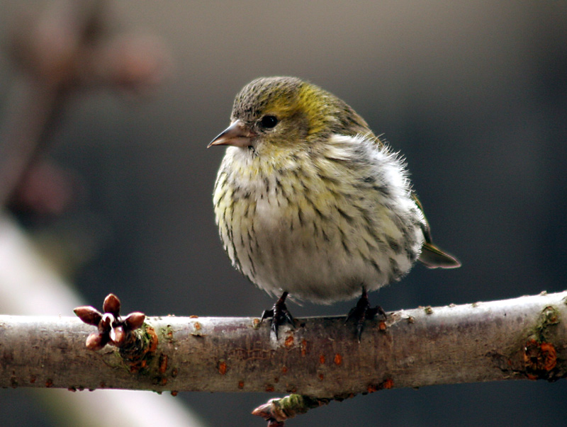 EURASIAN SISKIN