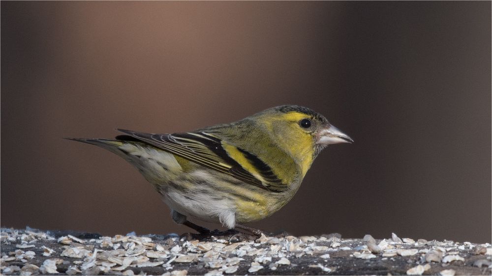 Eurasian siskin 