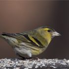 Eurasian siskin 