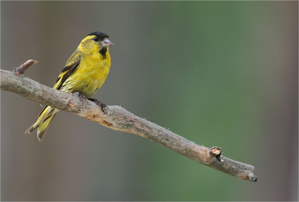 Eurasian Siskin