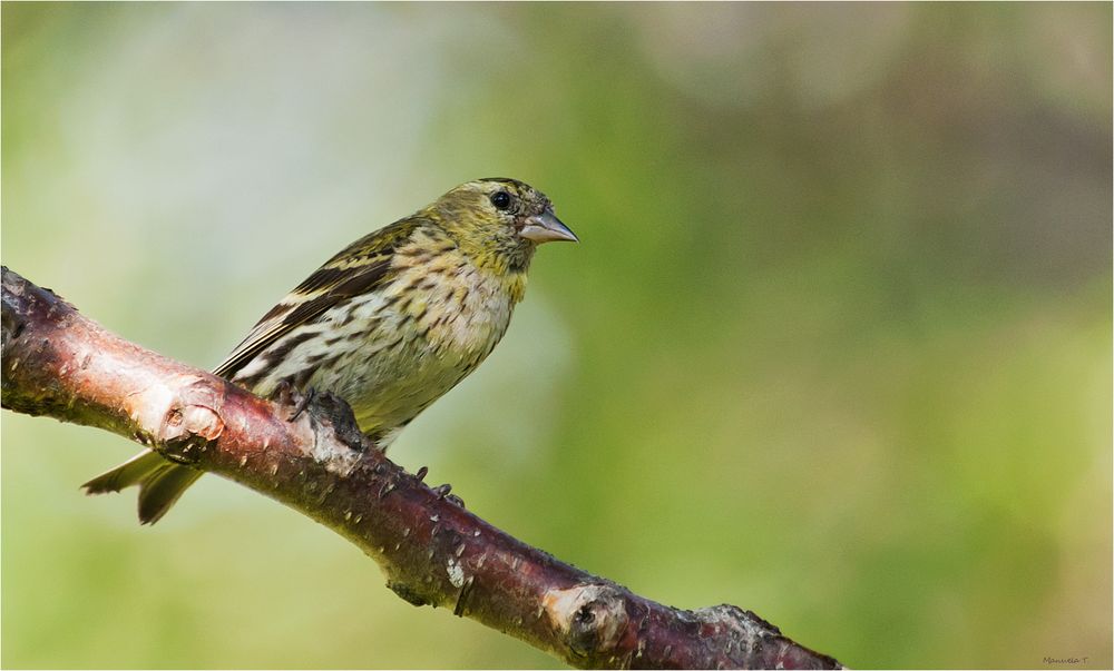 Eurasian Siskin