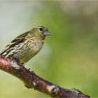 Eurasian Siskin