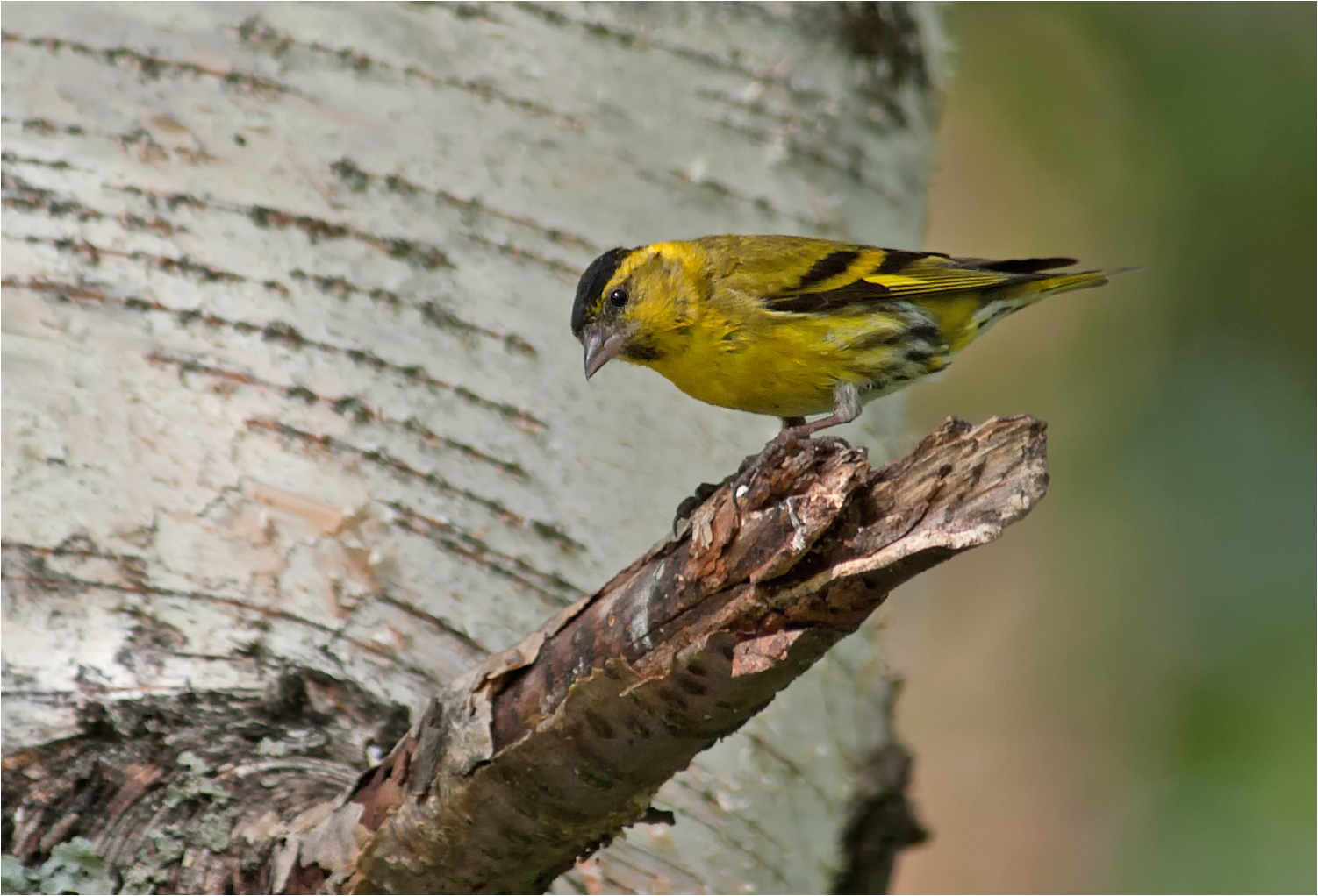 Eurasian siskin male