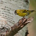 Eurasian siskin male