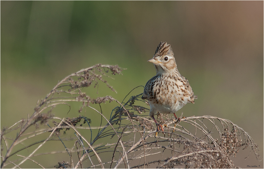 Eurasian skylark