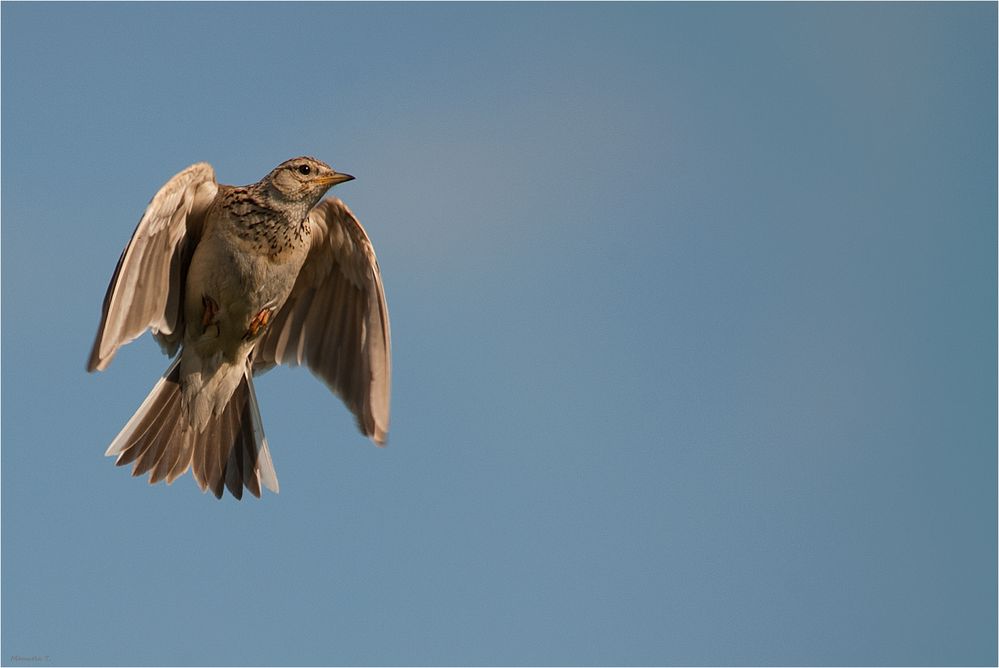 Eurasian skylark