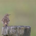 Eurasian skylark