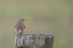 Eurasian skylark