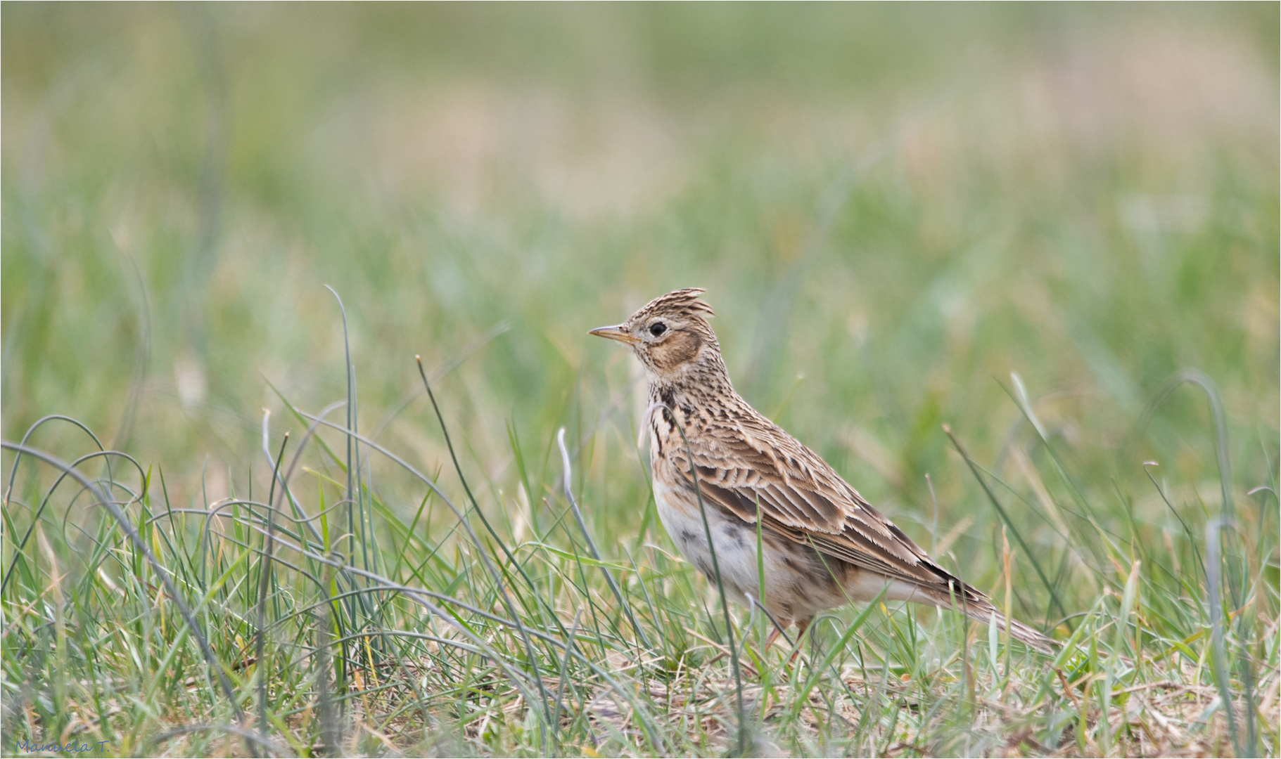 Eurasian skylark