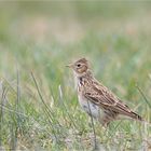 Eurasian skylark