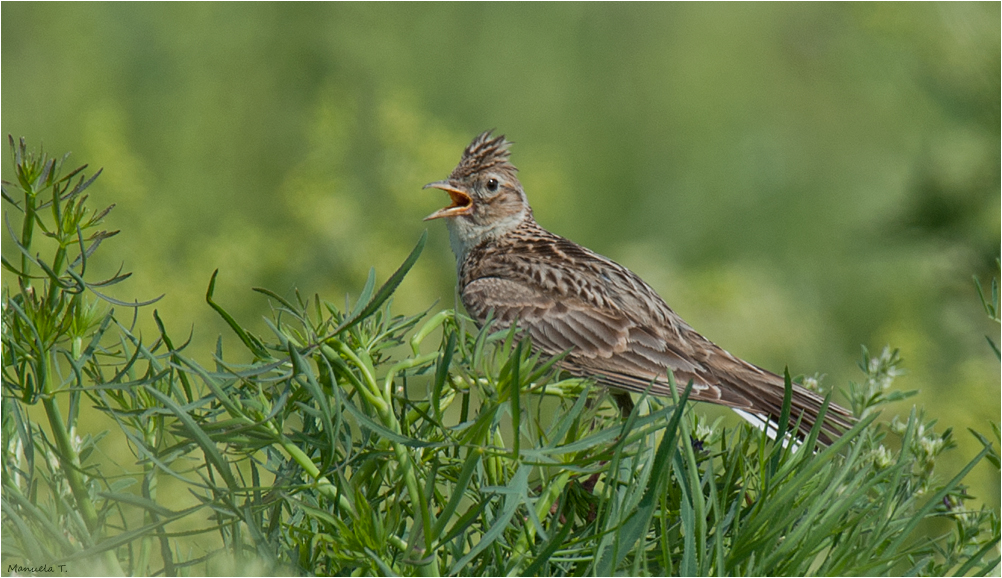 Eurasian skylark