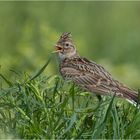 Eurasian skylark