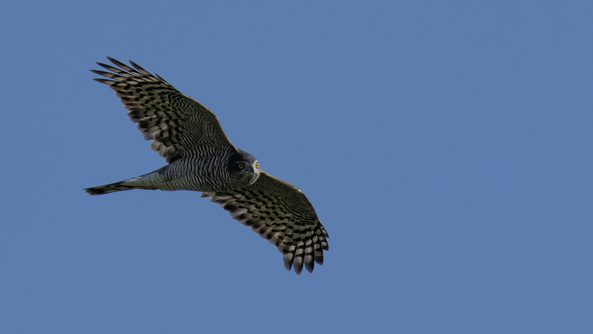 Eurasian Sparrowhawk