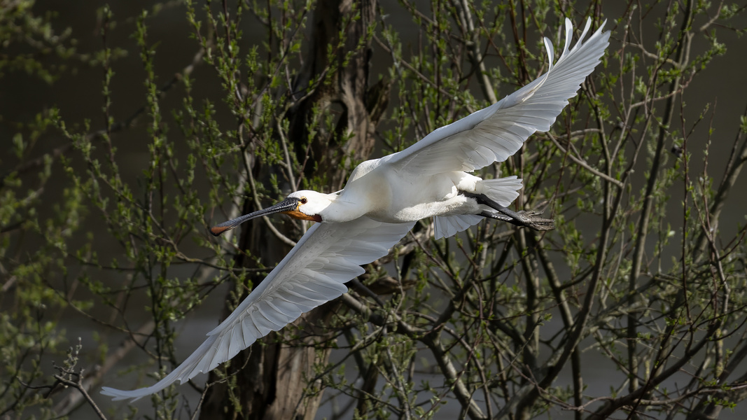 Eurasian Spoonbill