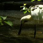 Eurasian Spoonbill