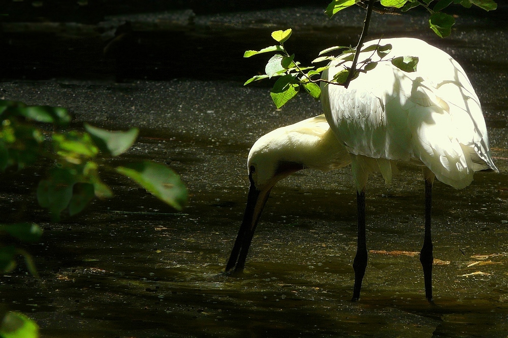 Eurasian Spoonbill