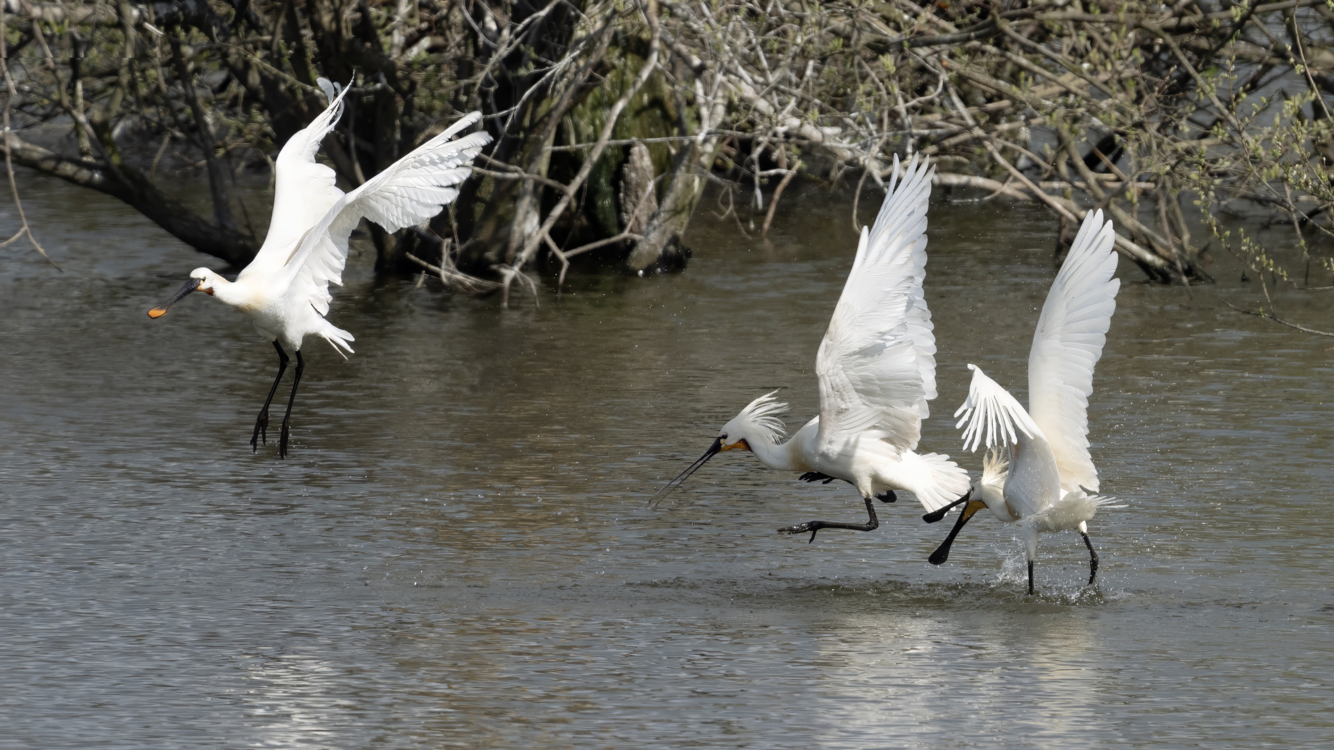 Eurasian Spoonbill