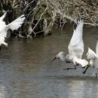 Eurasian Spoonbill