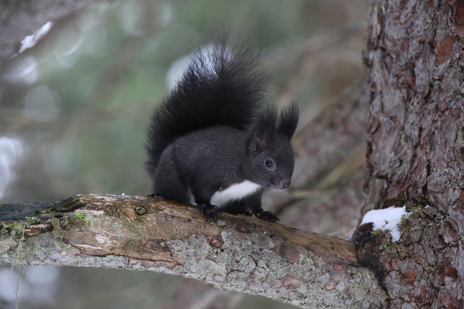 Eurasian squirrel