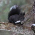 Eurasian squirrel