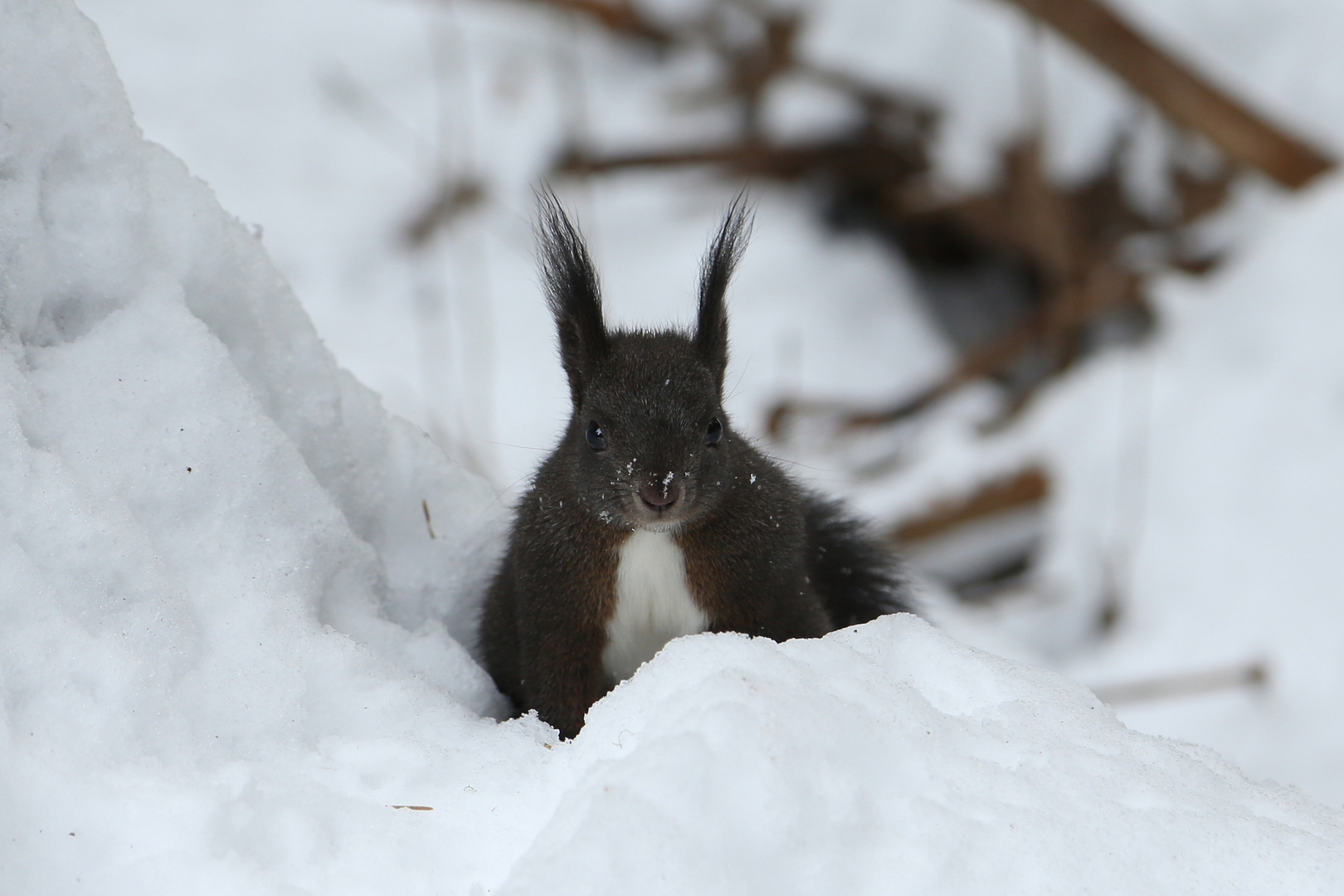 Eurasian squirrel in the snow