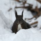 Eurasian squirrel in the snow