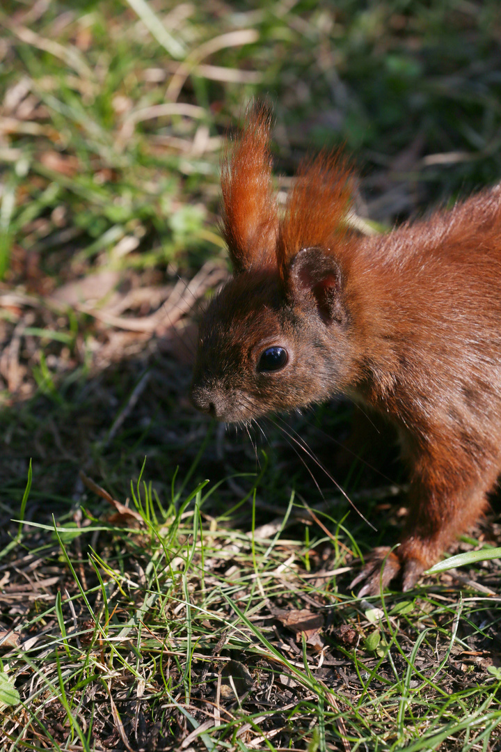 Eurasian Squirrel Portrait