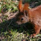 Eurasian Squirrel Portrait