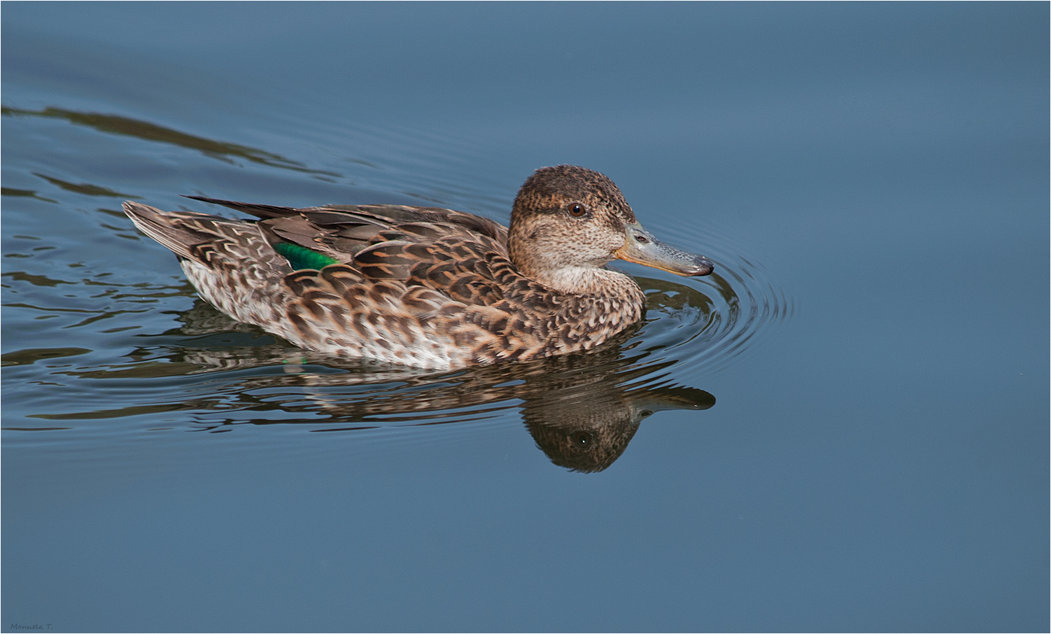 Eurasian teal