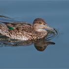 Eurasian teal