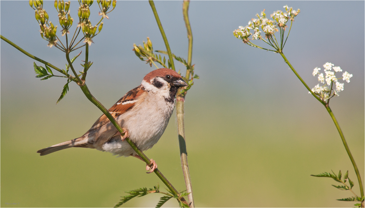 Eurasian tree sparrow