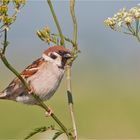 Eurasian tree sparrow