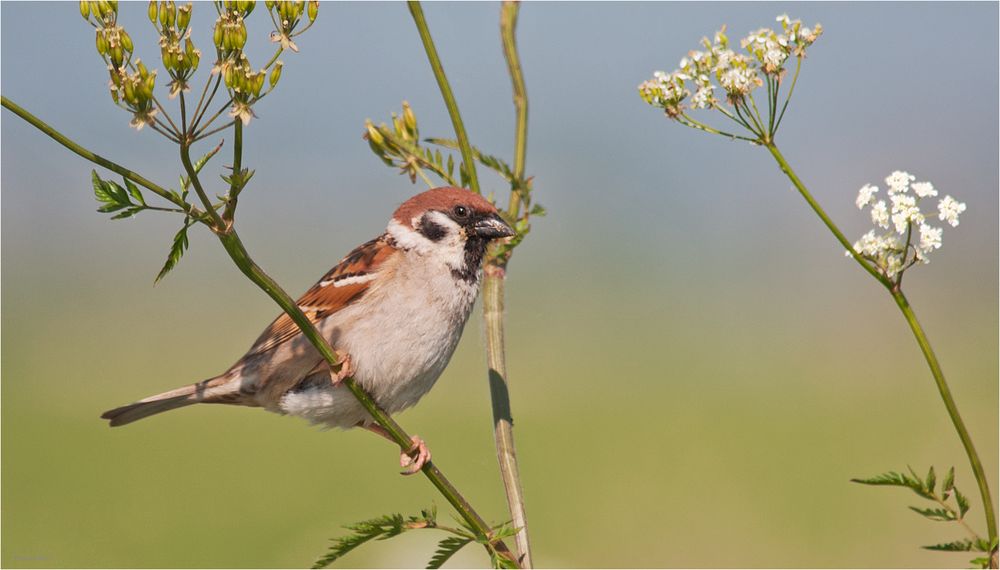 Eurasian tree sparrow